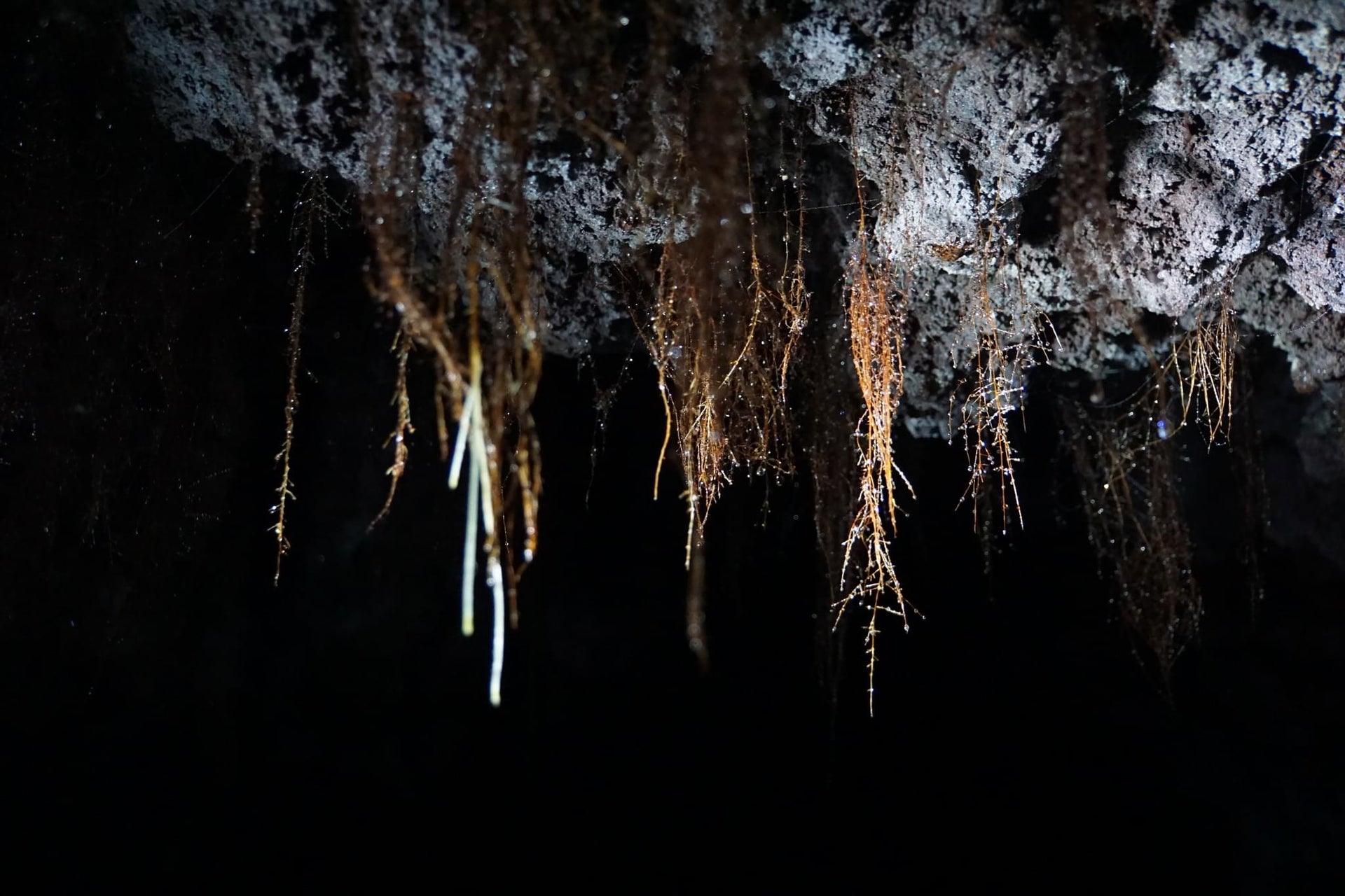 Cave Tree Roots