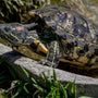 Red-Eared Terrapin and Reeves Turtles