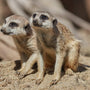 Meerkats