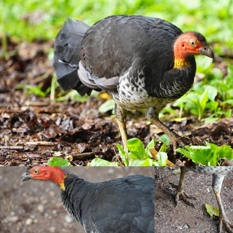 Australian Brush Turkey