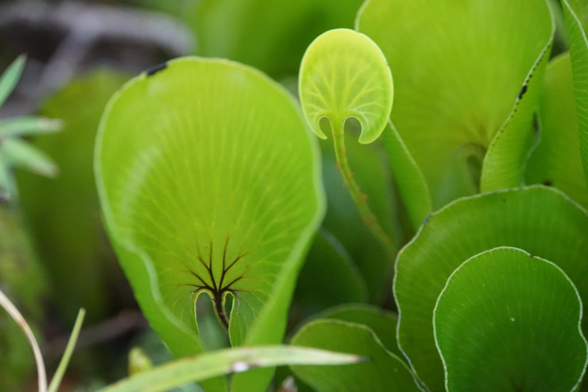 Macro Vegetation