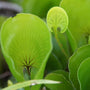 Macro Vegetation