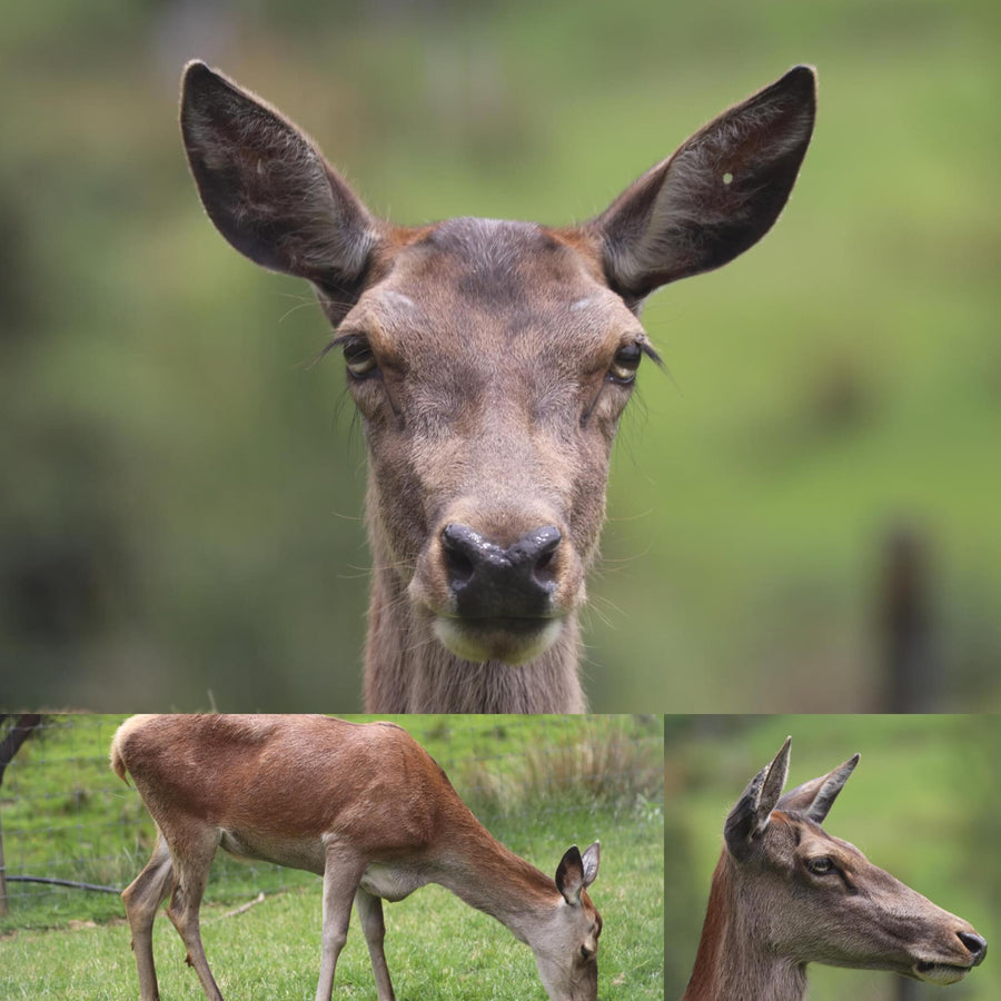 Deer