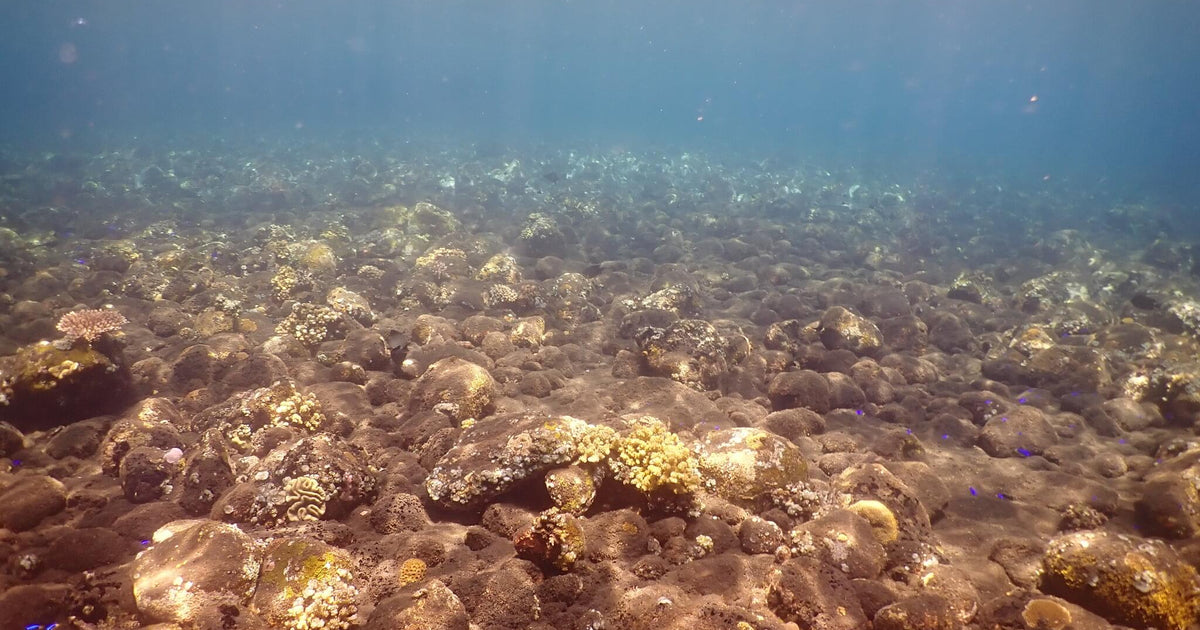 101 photos of Black Coral Spotted Pebble Rocks – Fotoref