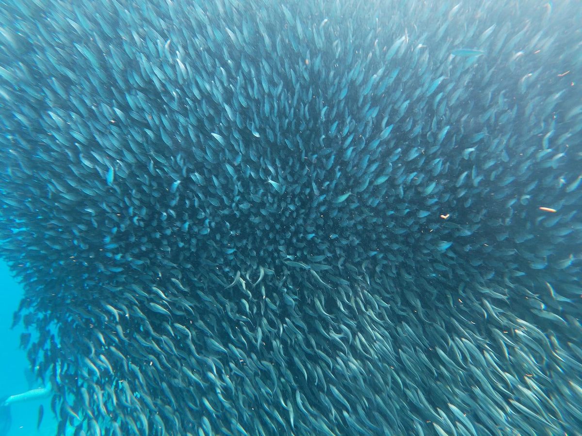 220 photos of Sardines Fish Clouds – Fotoref