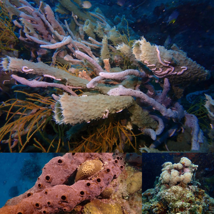 Overlit Coral