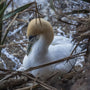 Gannet Bird Colony