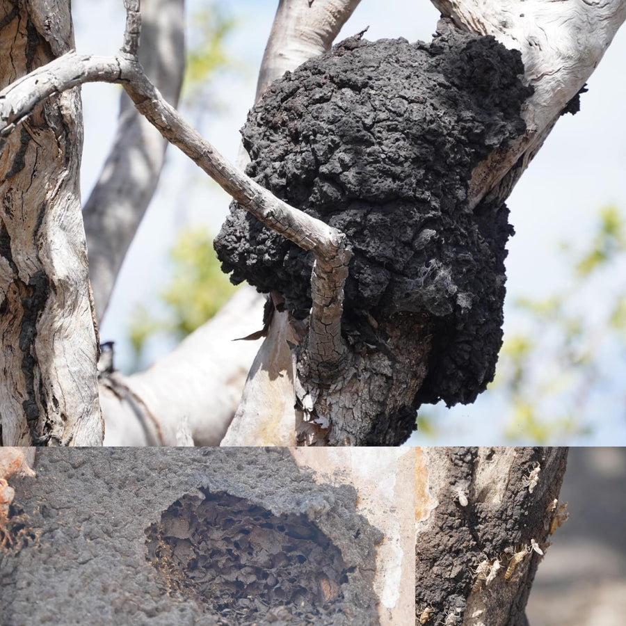 Eucalyptus Tree Black Termite Mounds
