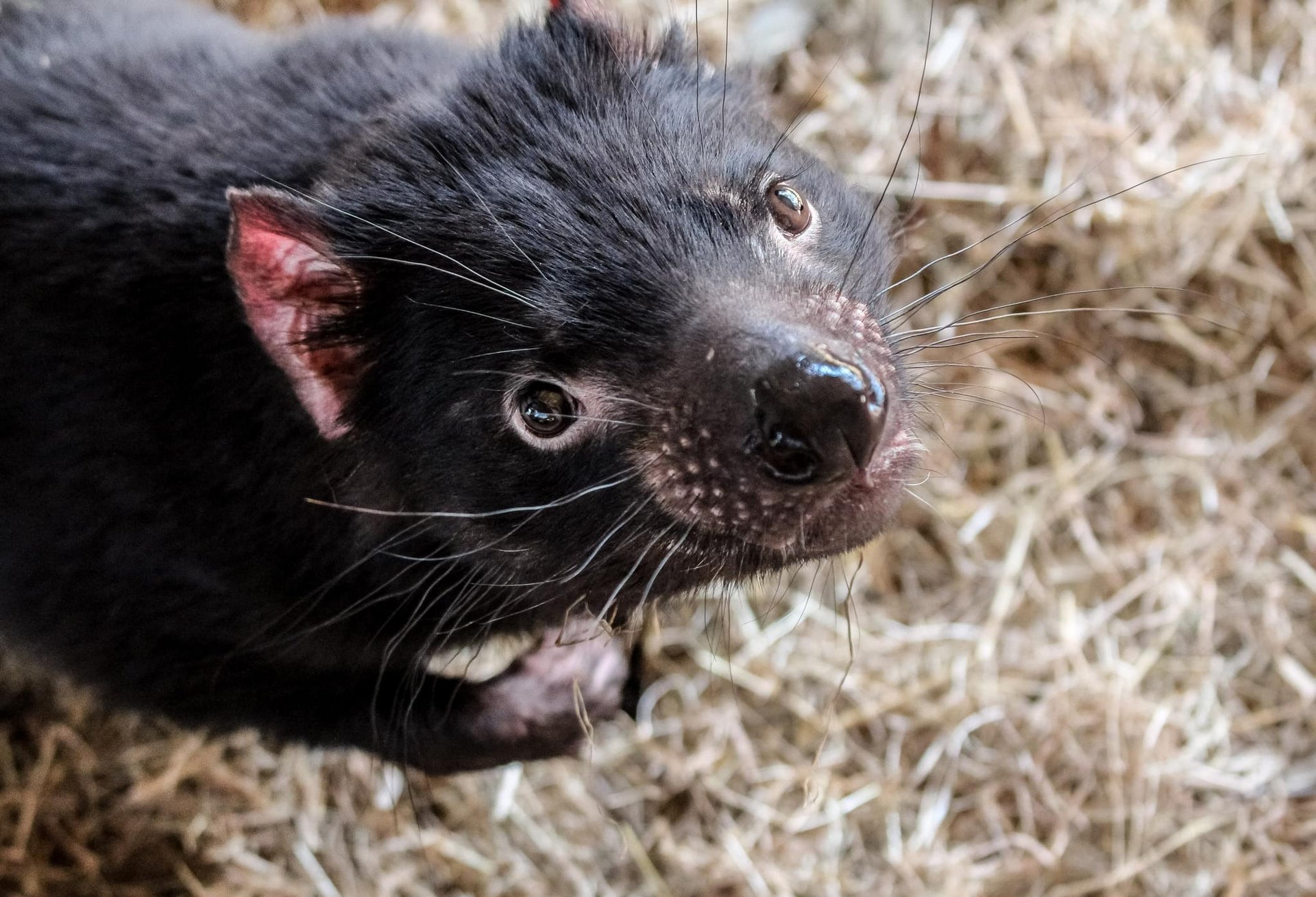 Tasmanian Devil