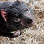 Tasmanian Devil