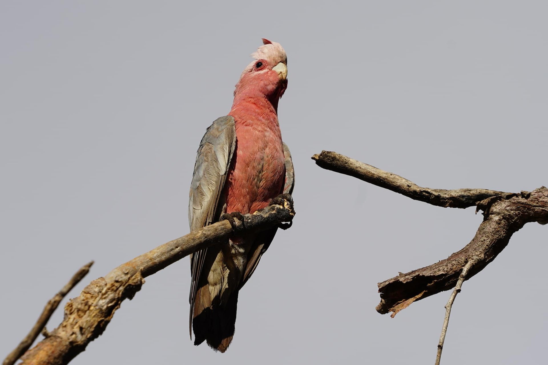 Galah Cockatoo Parrots