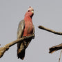 Galah Cockatoo Parrots