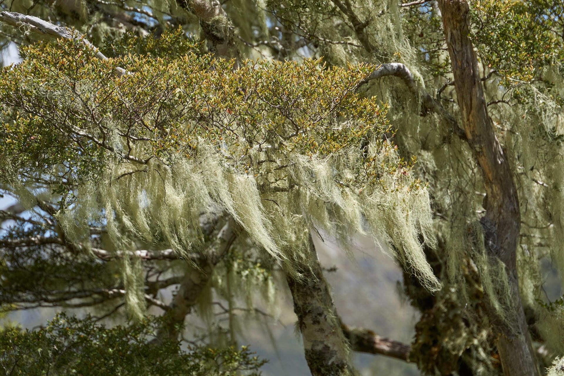 Mossy Bushland