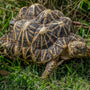 Star Tortoise