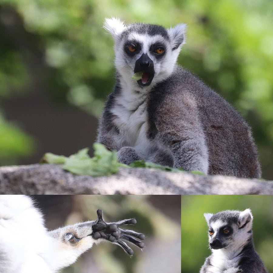 Ring-Tailed Lemur