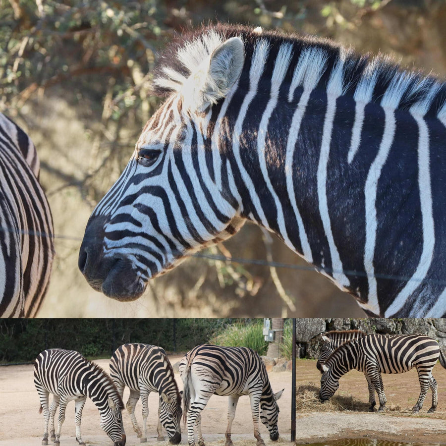 Zebras