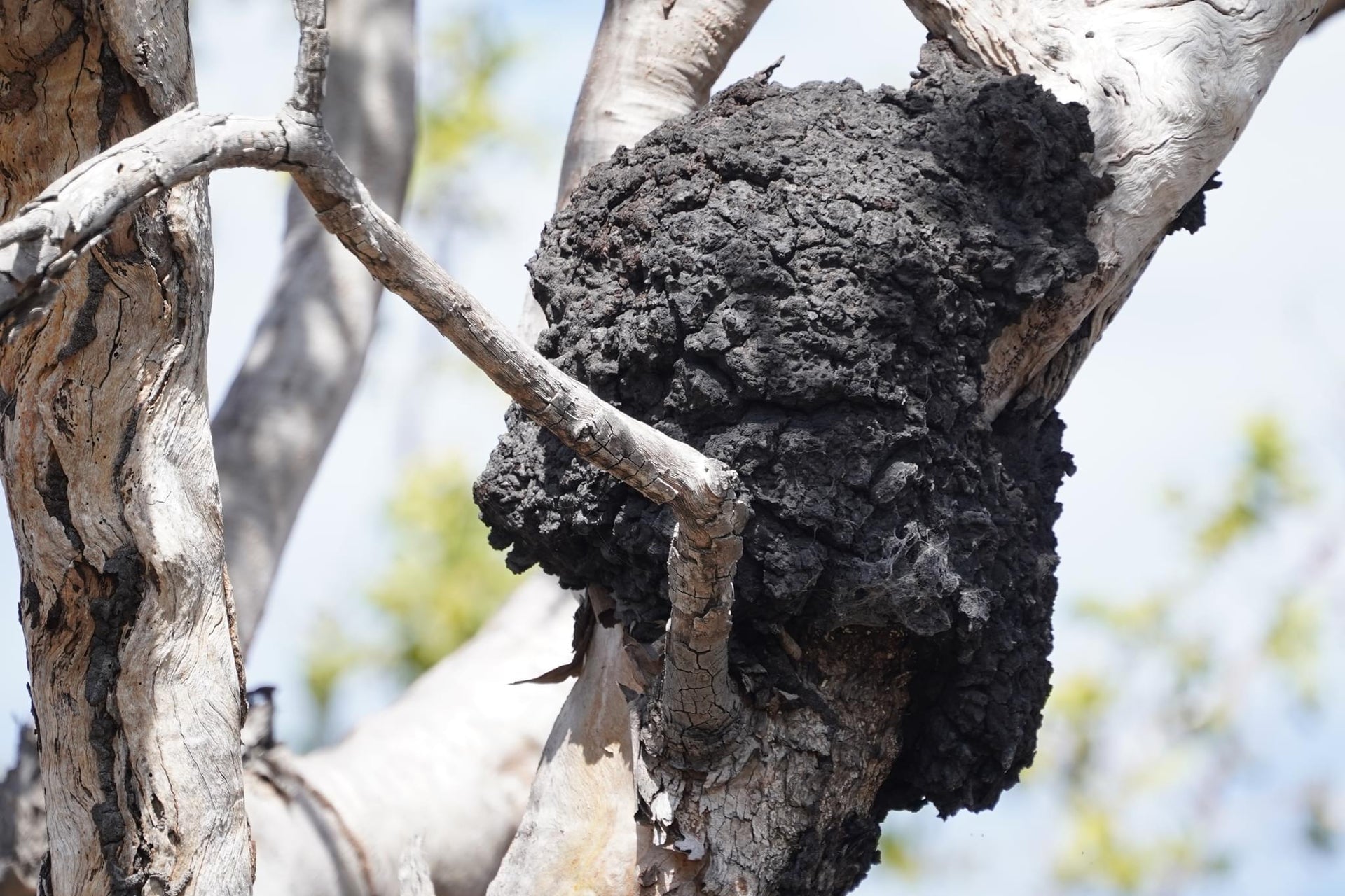 Eucalyptus Tree Black Termite Mounds