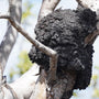 Eucalyptus Tree Black Termite Mounds