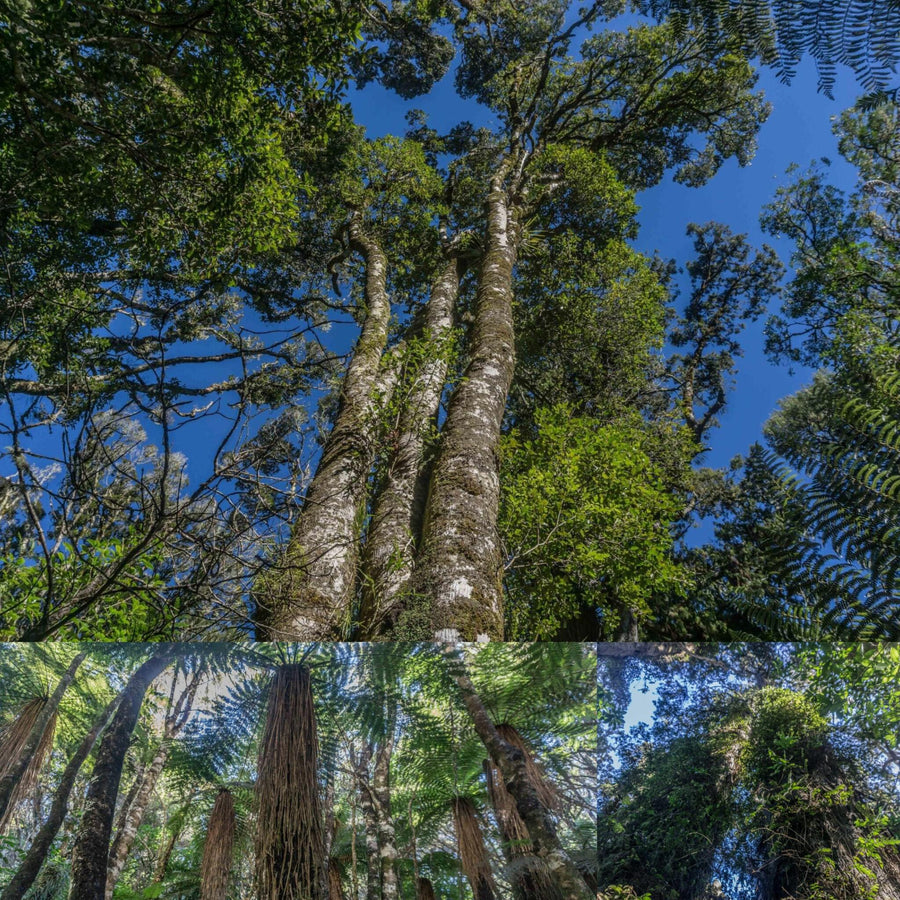 Subtropical Rainforest