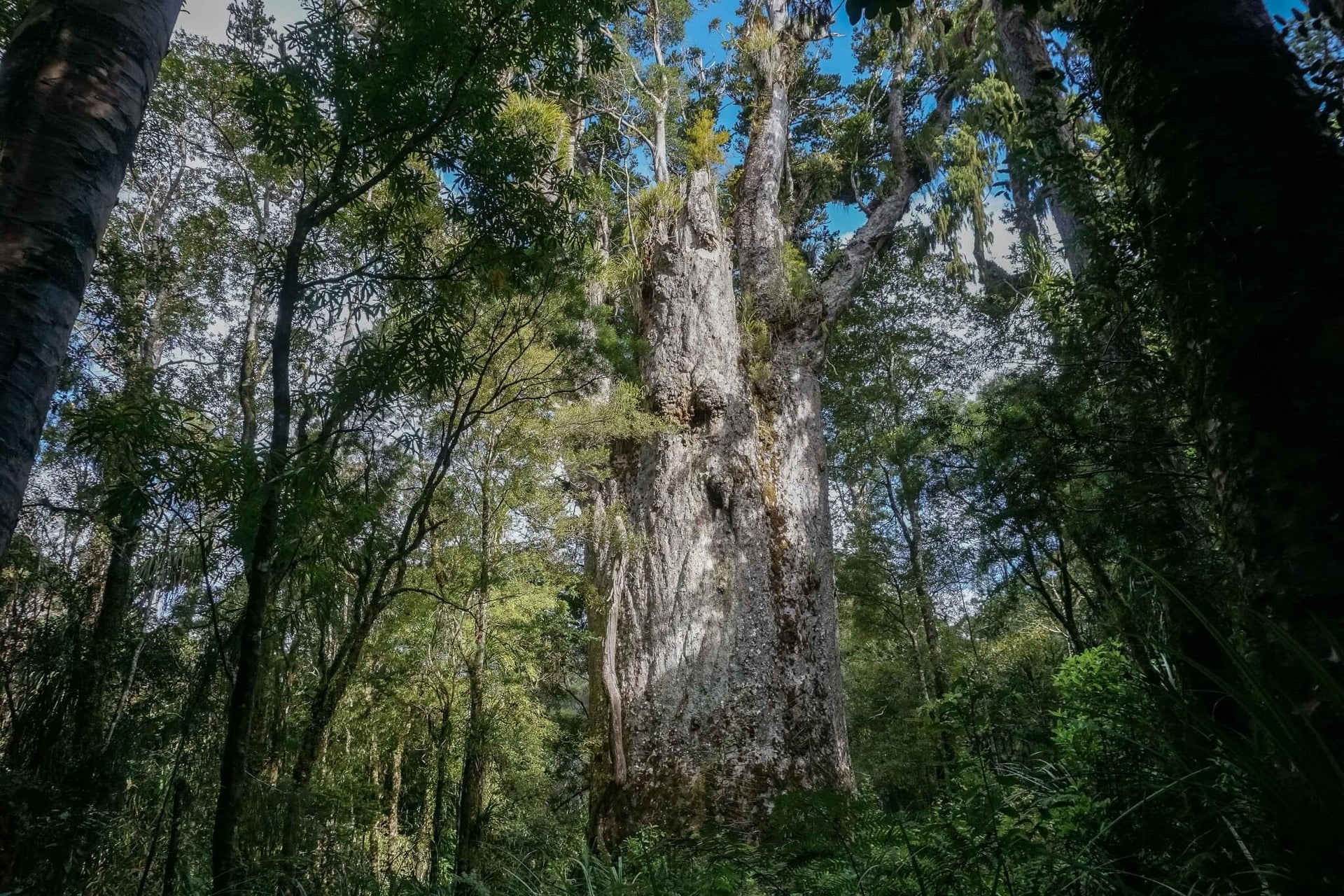Giant Kauri Trees Forest