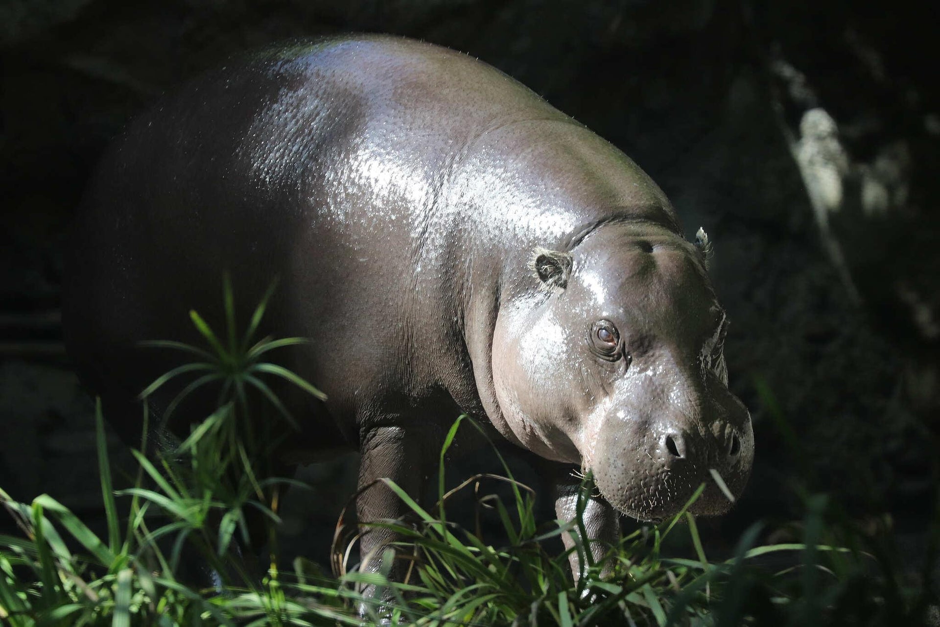 Pygmy Hippopotamus