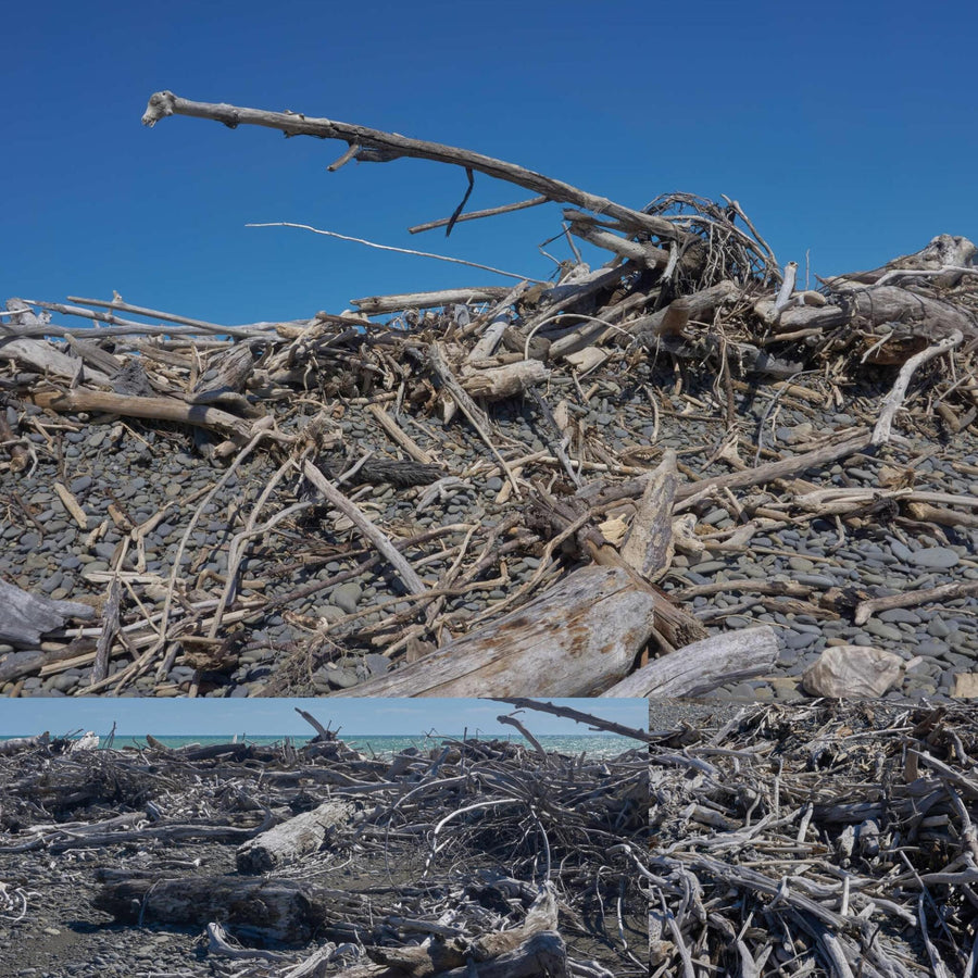 Driftwood Beach
