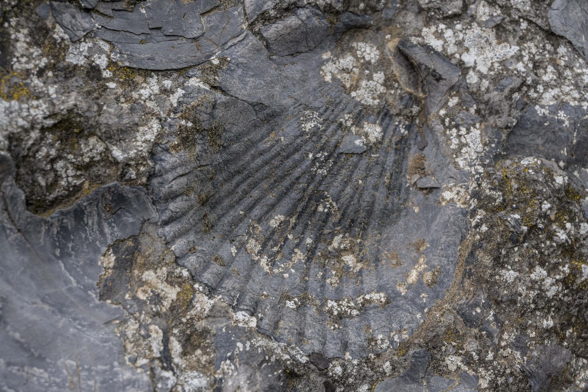 Fossilized Shells Cliff Formation