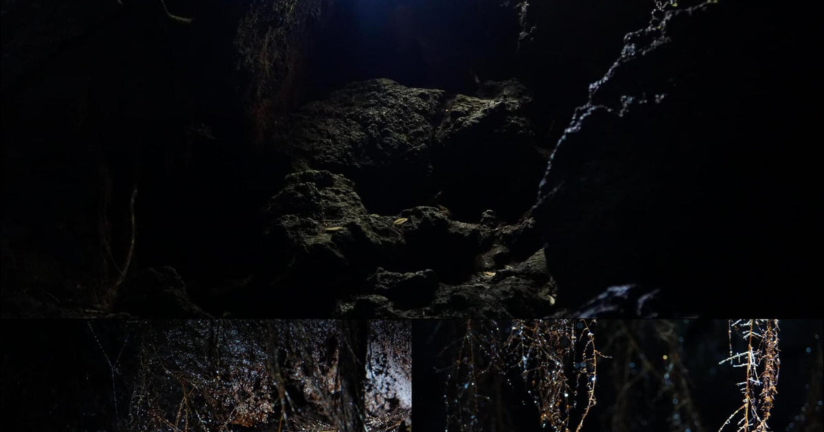 200 photos of Cave Tree Roots – Fotoref
