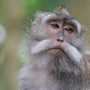 Long-Tailed Monkeys