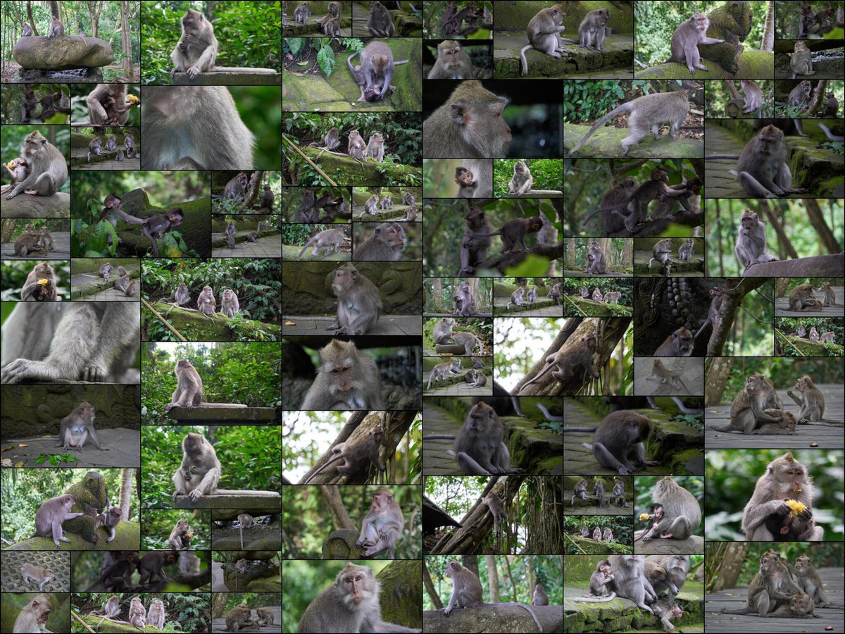 158 photos of Long-Tailed Monkeys – Fotoref