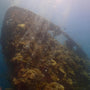 Murky Coral Overgrown Japanese Cargo Shipwreck