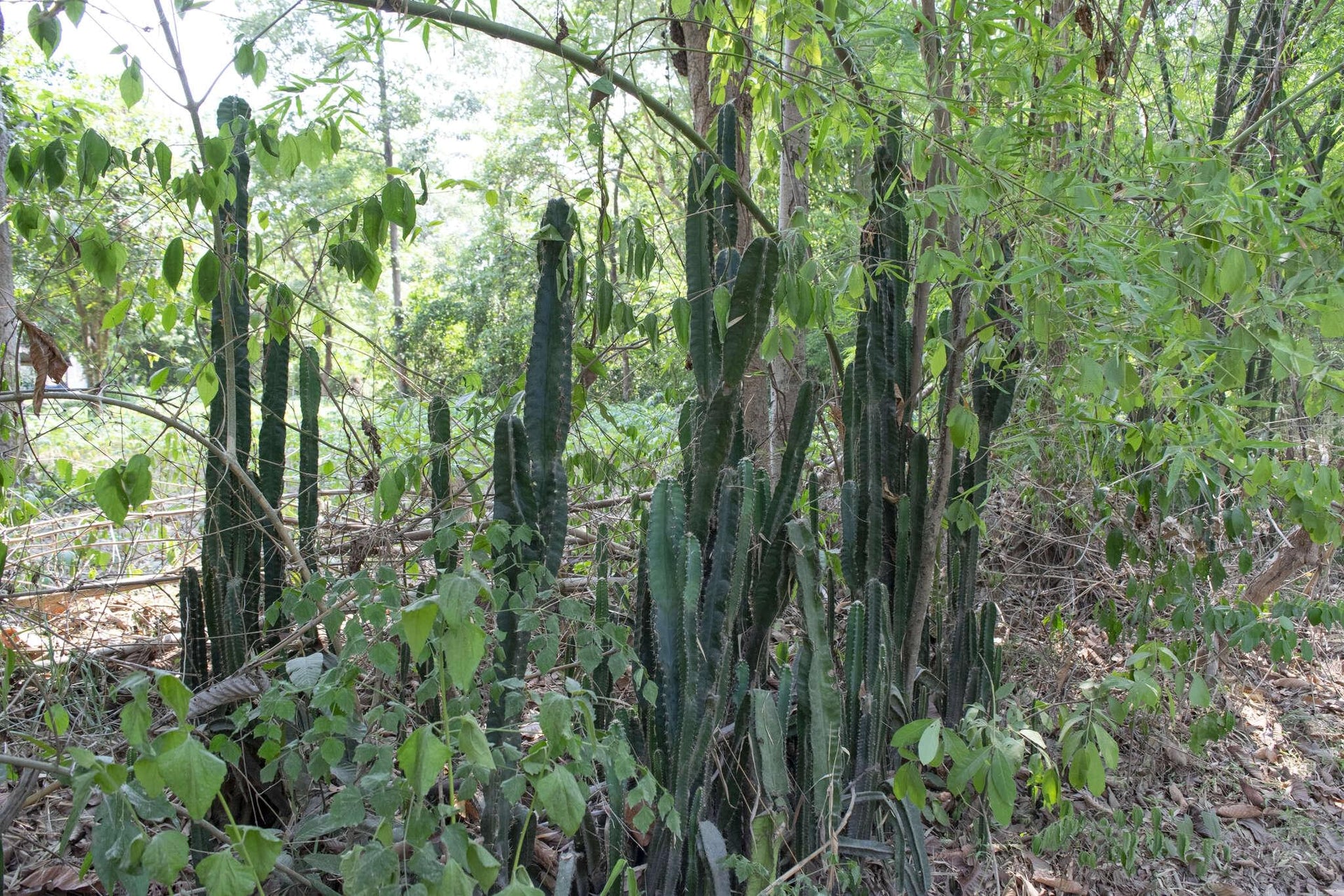 Southeast Asia Forest