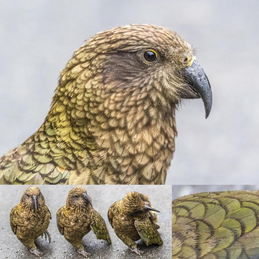 Kea Alpine Parrot
