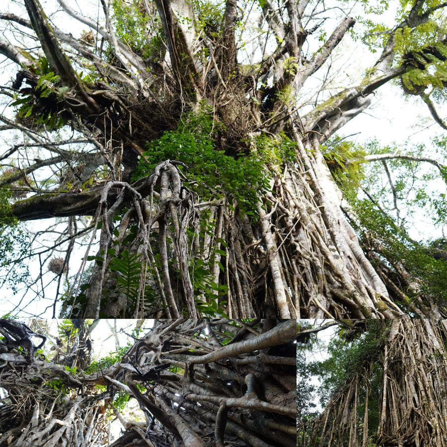 Cathedral Tropical Giant Fig Tree
