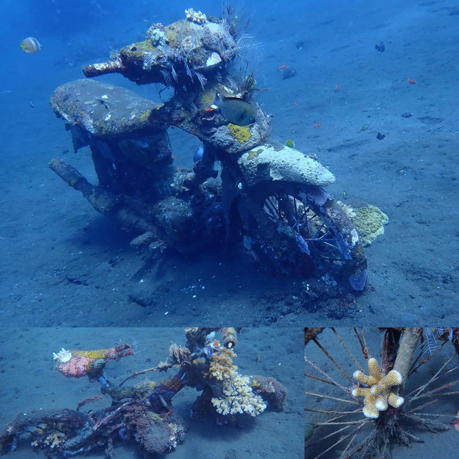 Coral Overgrown Underwater Bikes