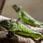 Green Iguana Lizards