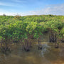 Flooded Mangrove Forest