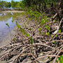 Mangrove Coastal Forest