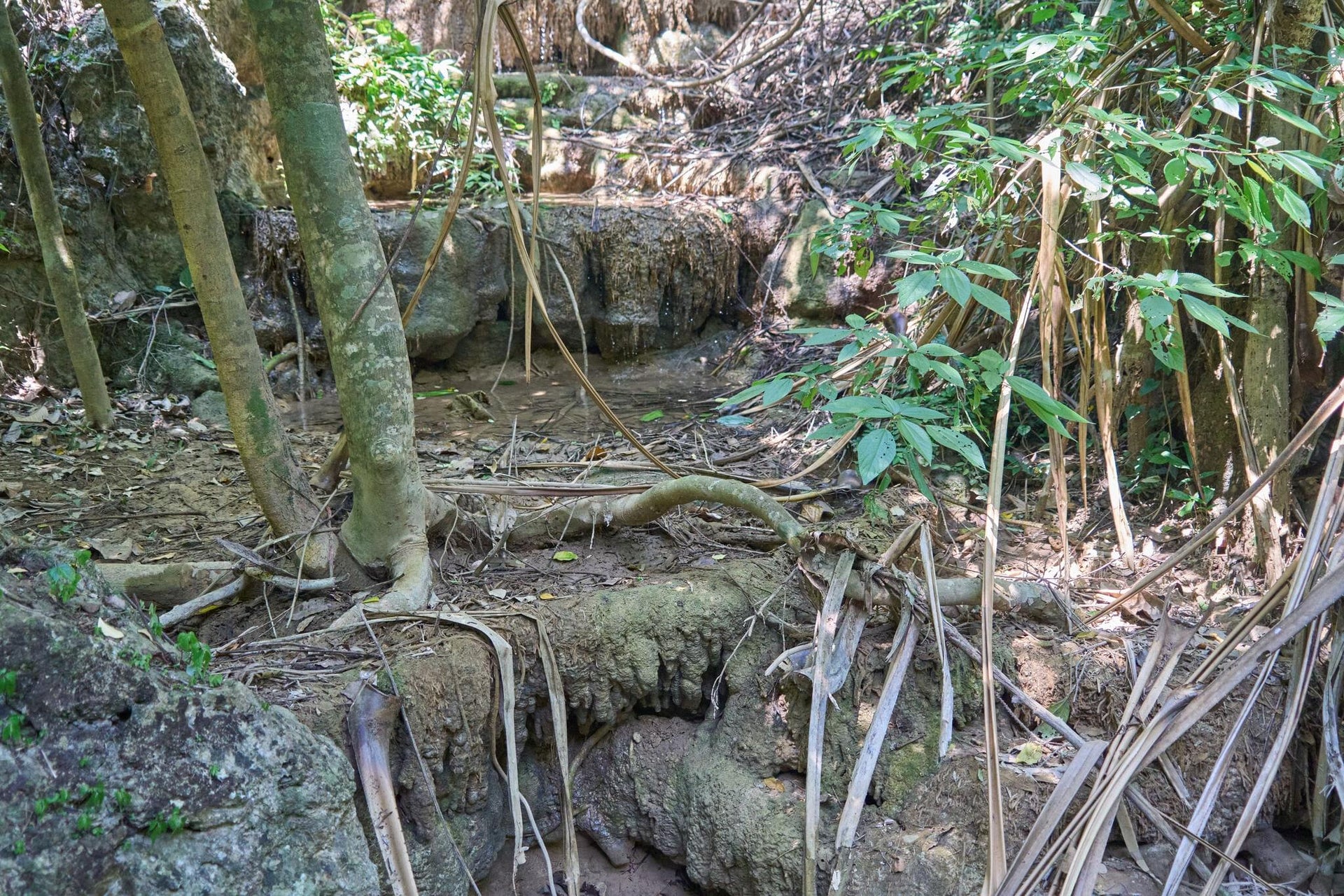 Dried Overgrown Terrace Waterfall
