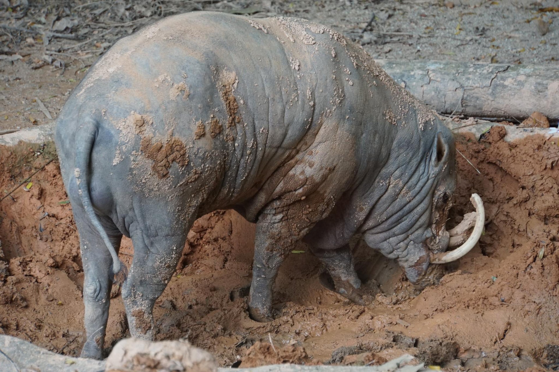 Babirusa
