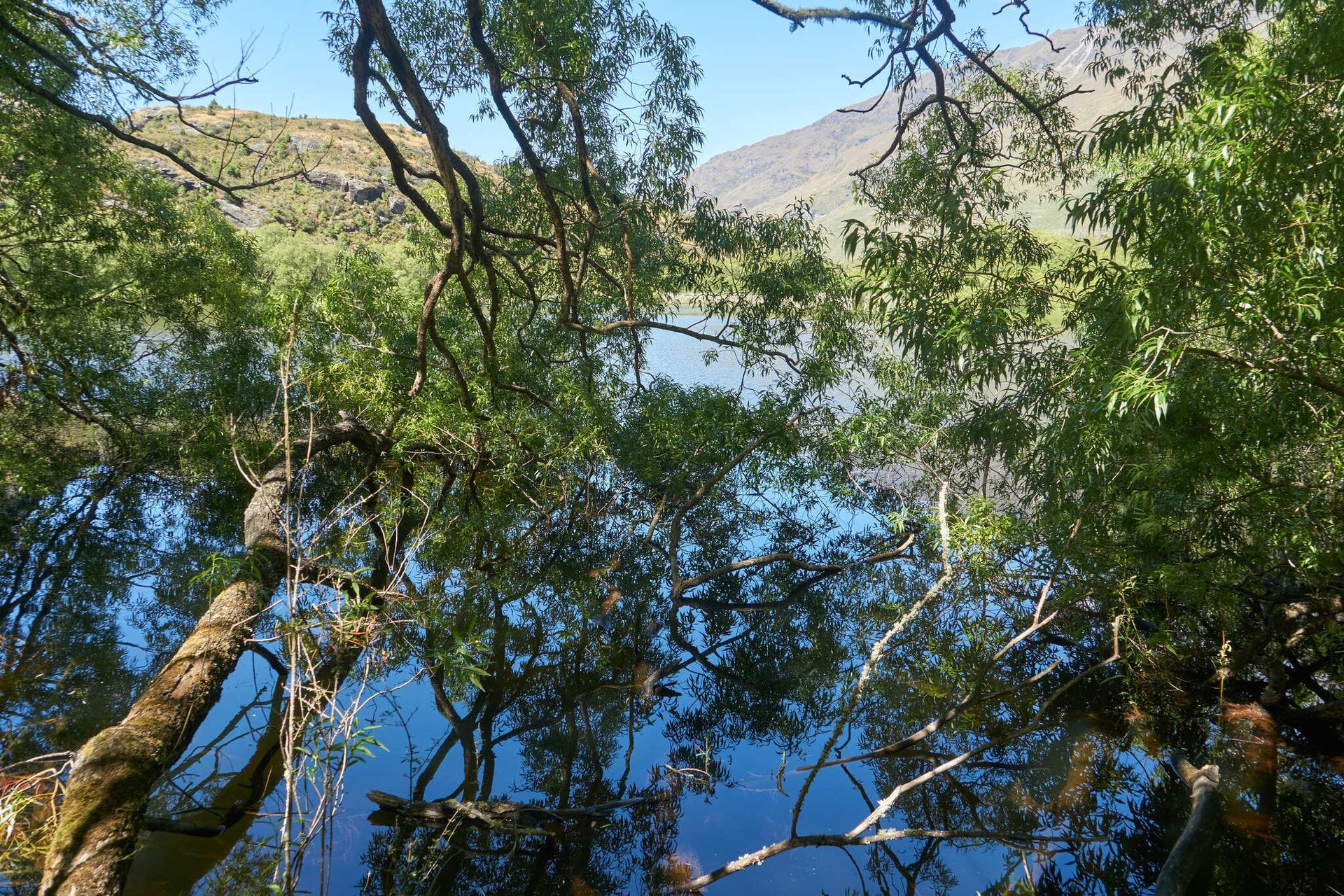 Lake Leaning Sinking Trees