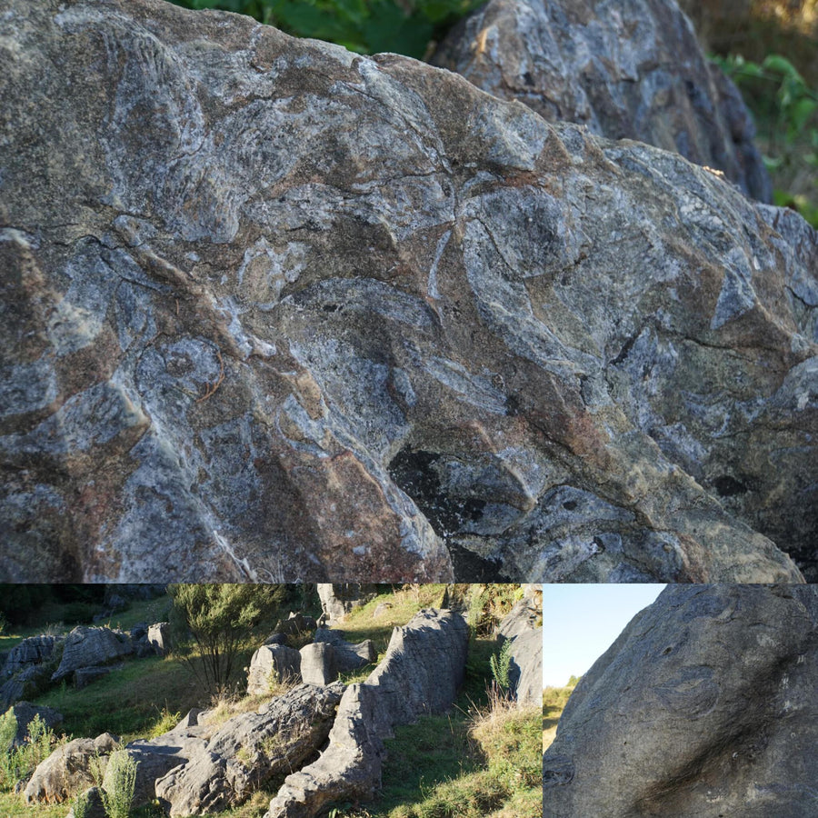 Fossilized Rocks