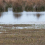 Wetlands