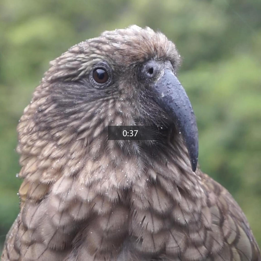 Kea Alpine Parrot