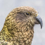 Kea Alpine Parrot