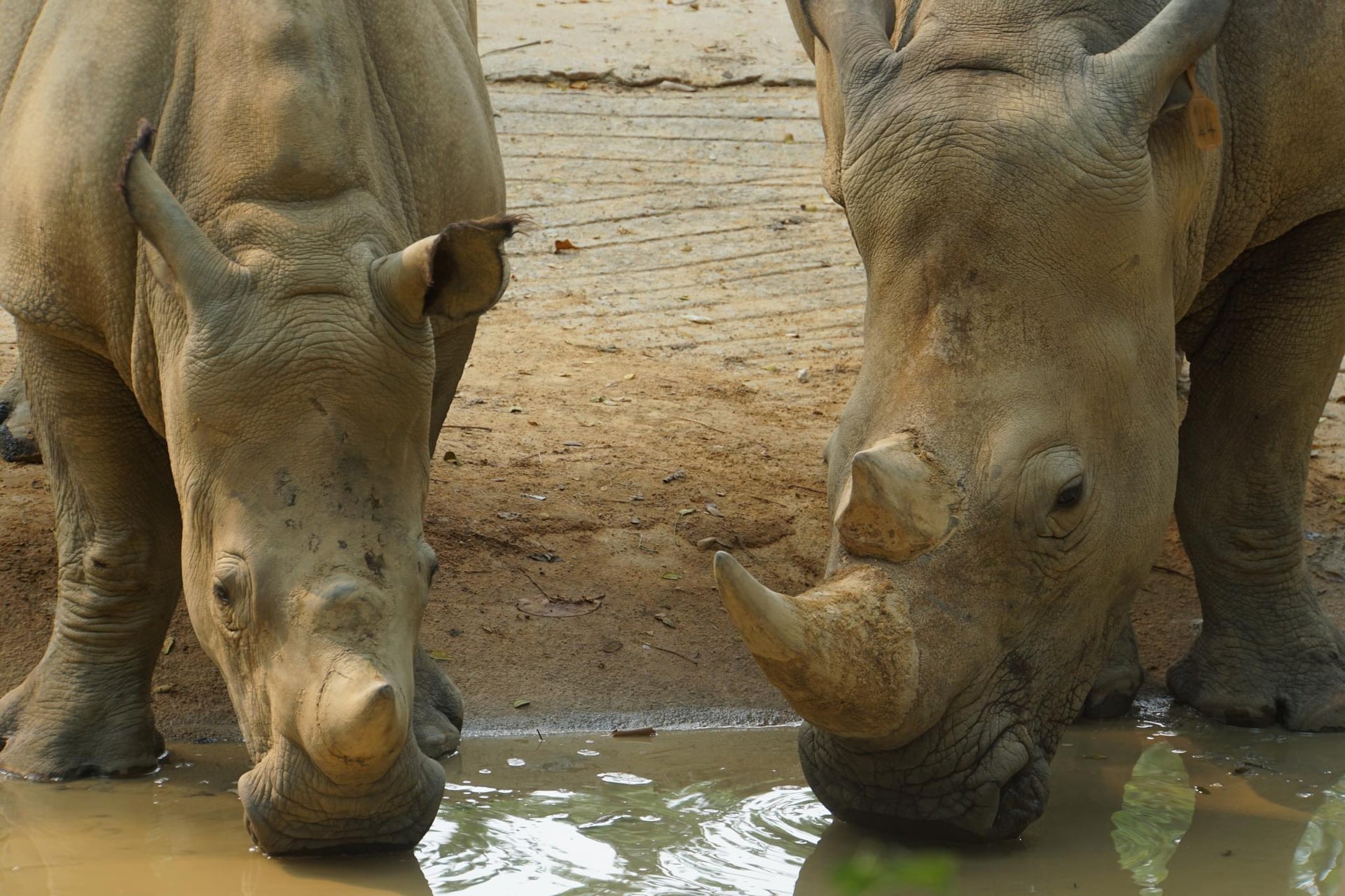 White Rhinos