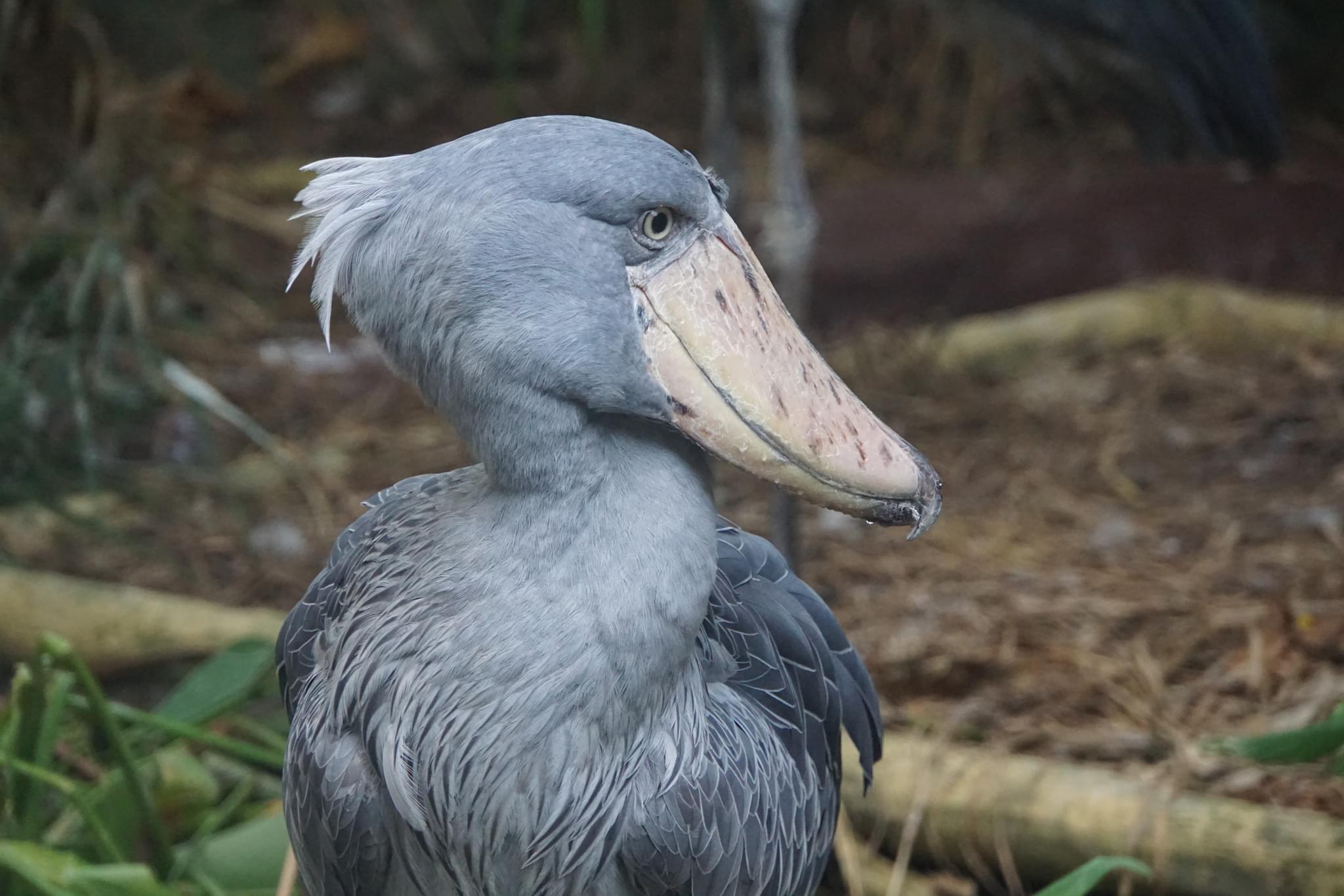 41 photos of Shoebill – Fotoref