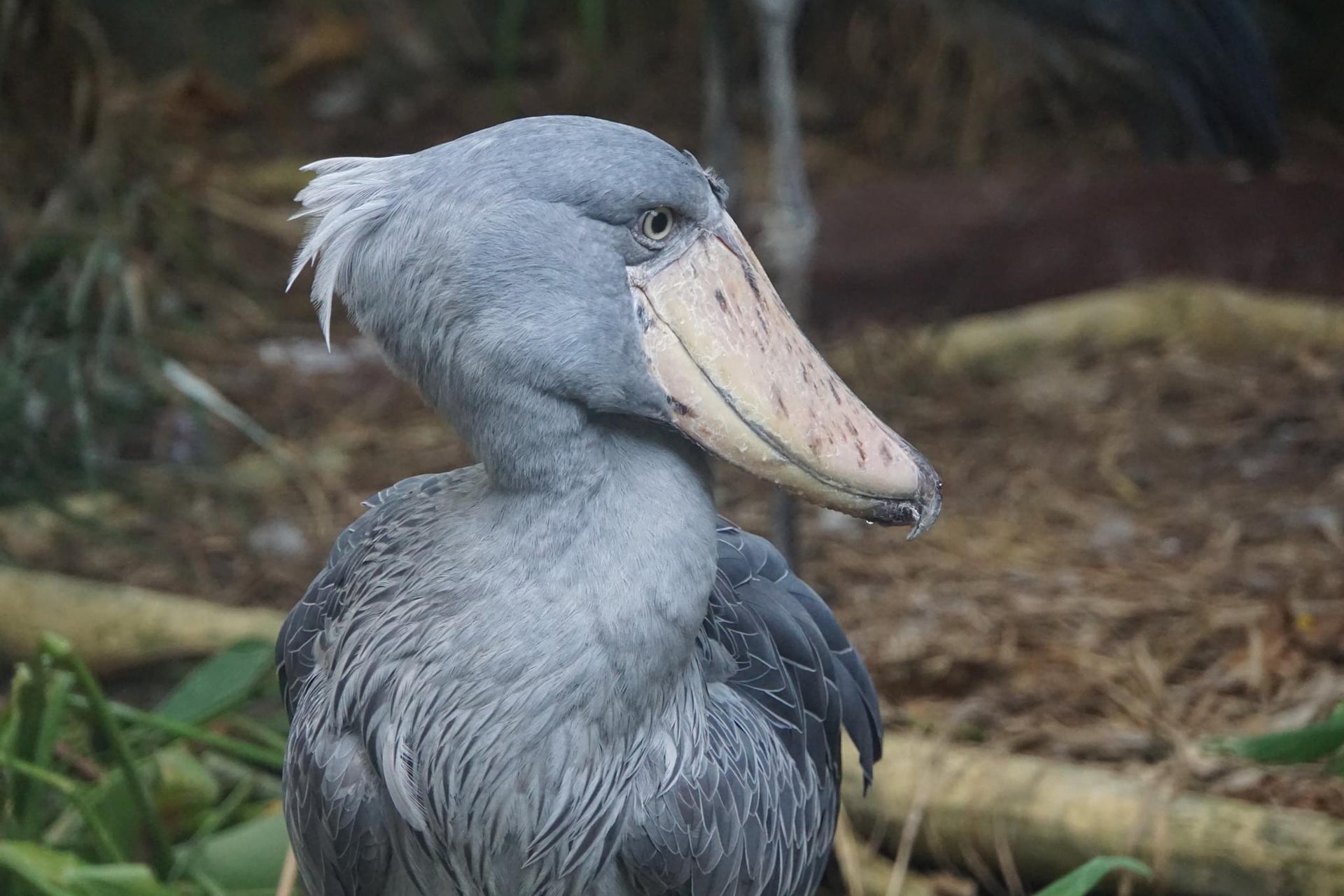 Shoebill