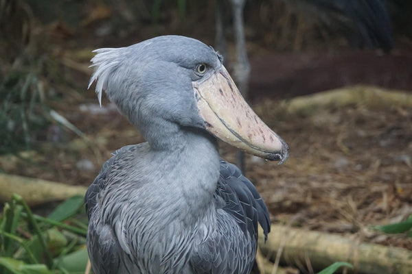 特撮 Shoebill Shoebill 3D Model by Nestaeric