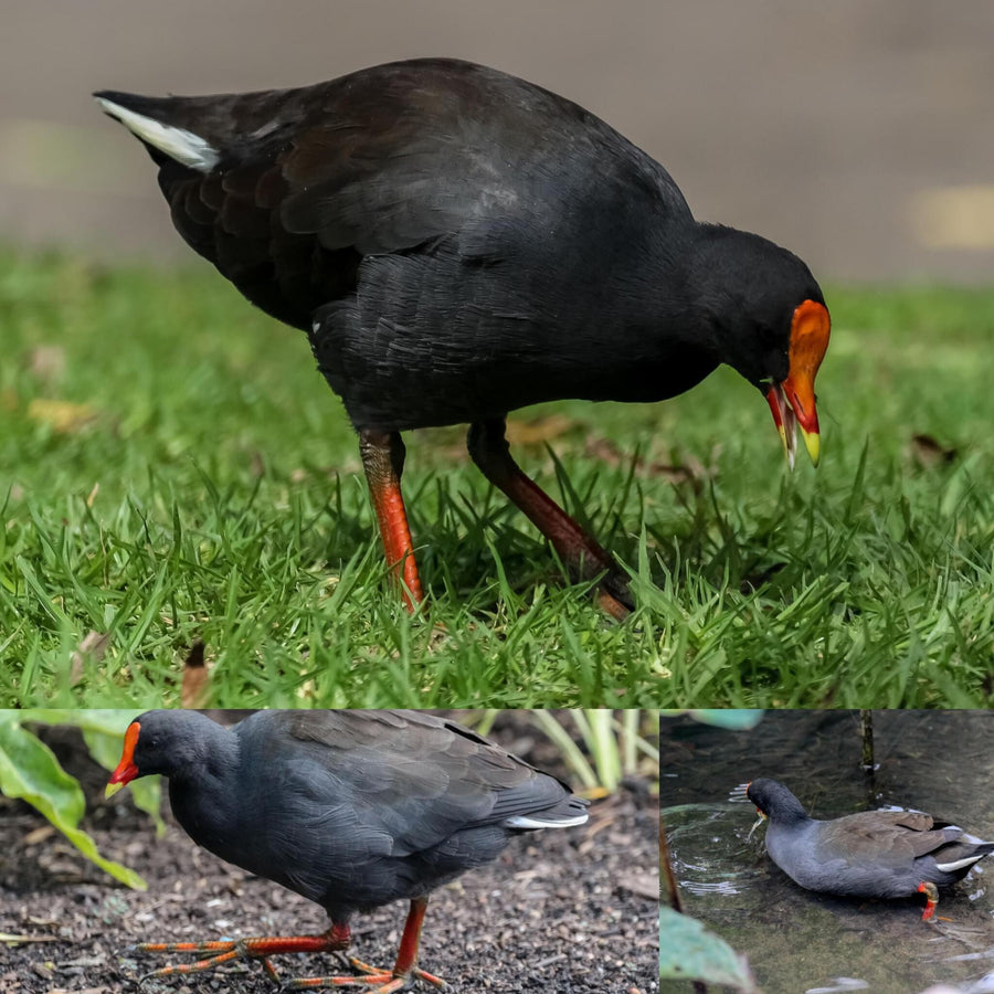 Dusky Moorhen